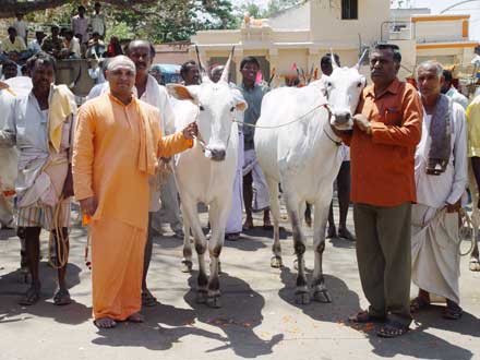 cattle fair